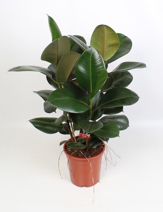 <h4>Ficus elastica Robusta toef 21 cm</h4>