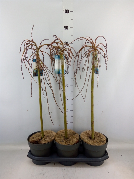 <h4>Salix arbuscula</h4>