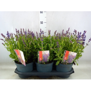 Salvia nemorosa 'Sensation Blue Dp'