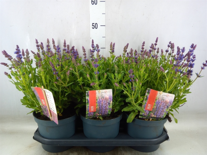<h4>Salvia nemorosa 'Sensation Blue Dp'</h4>