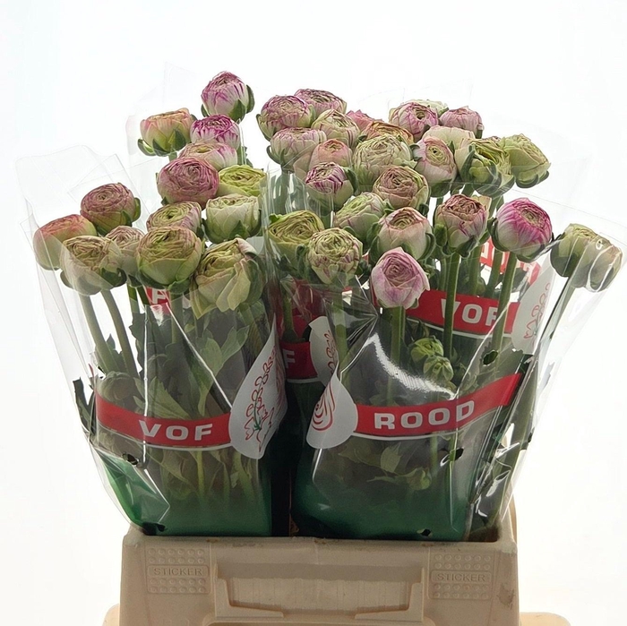 <h4>Ran Aazur Pink Stripe</h4>