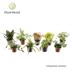 kamerplanten