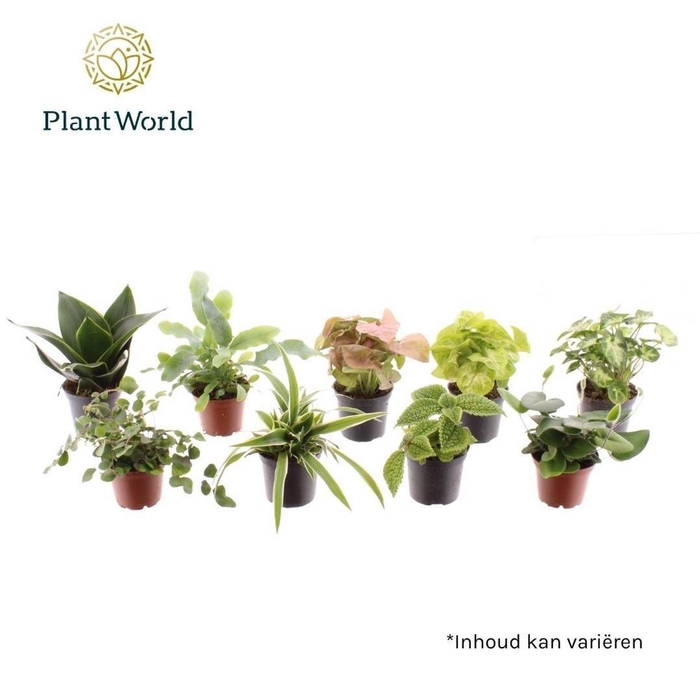 <h4>kamerplanten</h4>
