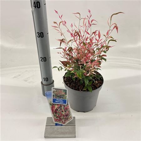 <h4>Nandina Domestica Red Light ('nrl2015'pbr)</h4>