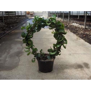 FICUS BENJAMINA