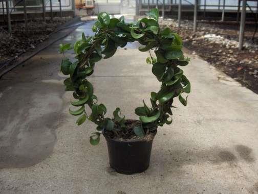 <h4>FICUS BENJAMINA</h4>