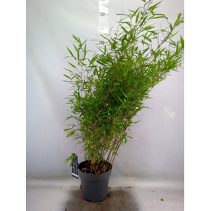 Fargesia nitida 'Black Pearl'