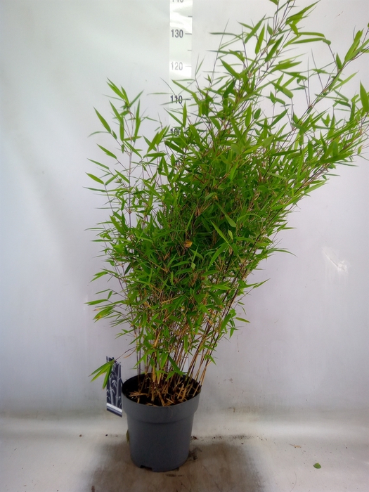 <h4>Fargesia nitida 'Black Pearl'</h4>
