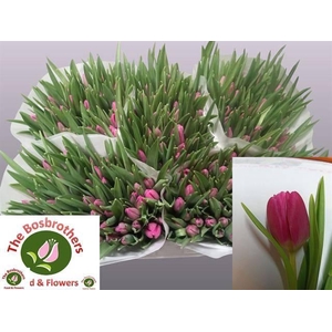 TU EN MARATHON CHAMP