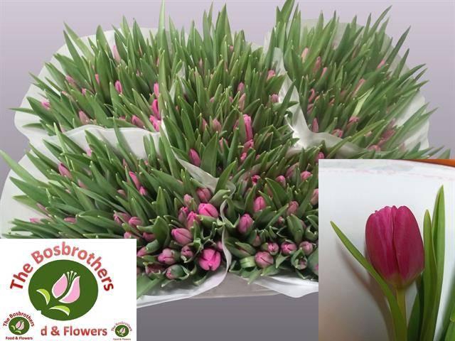 <h4>TU EN MARATHON CHAMP</h4>