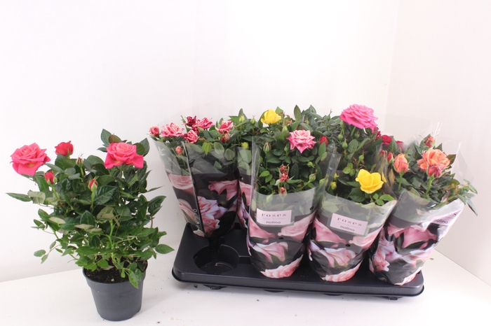 <h4>Ro Pathit Gem 5 Srt</h4>