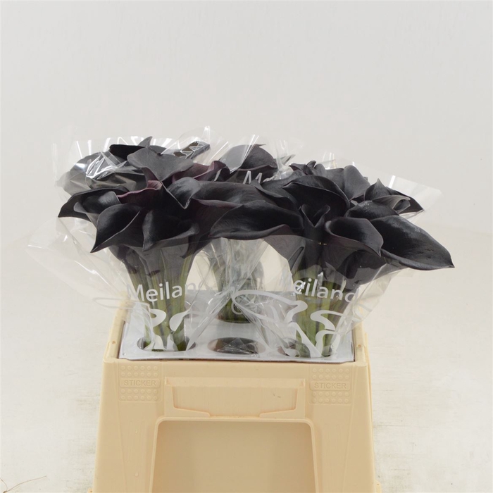 <h4>Calla Cantor</h4>