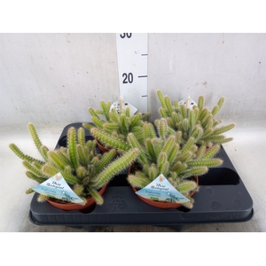 Cactus   ...mix