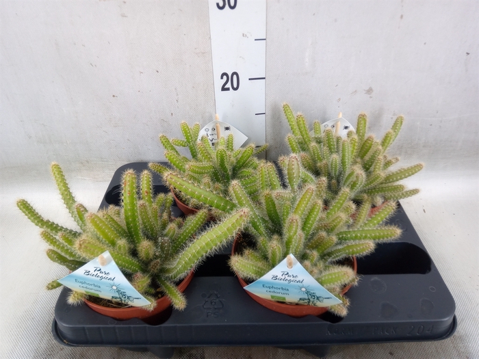 <h4>Cactus   ...mix</h4>