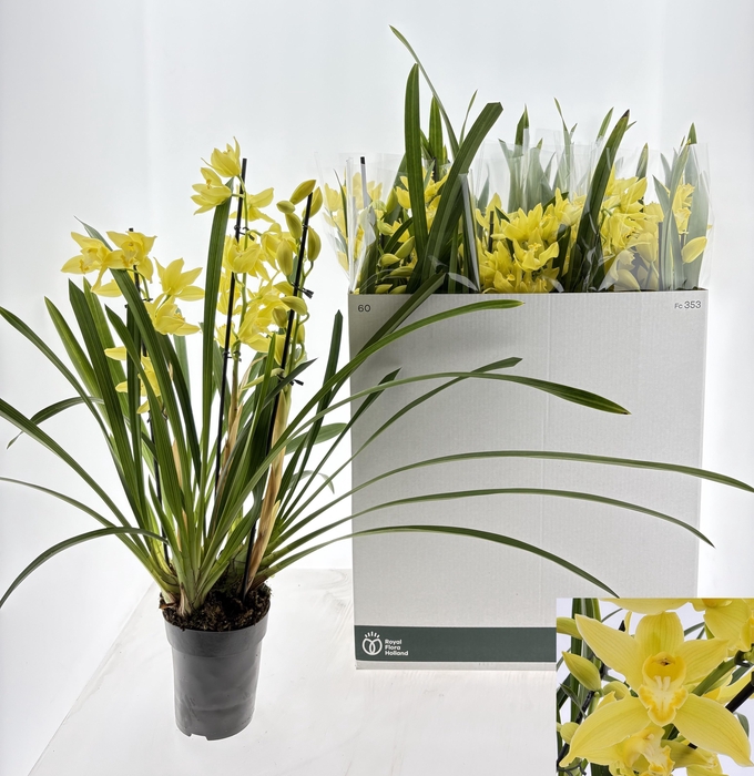 <h4>CYMB OVERIG</h4>