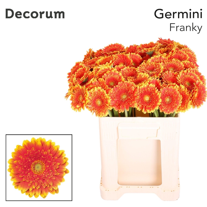 <h4>Germini Franky Water</h4>