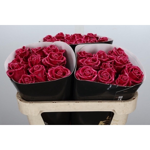 R Wx Cerise Rose W18