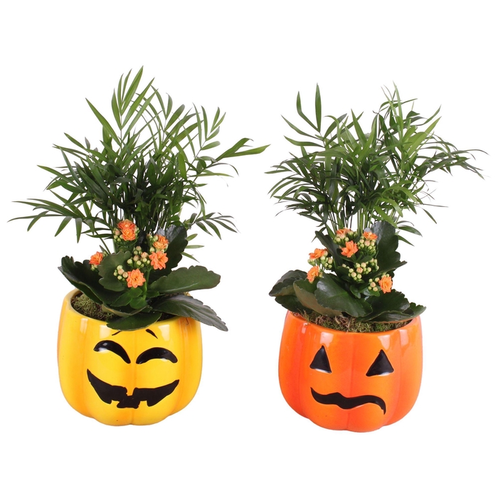 <h4>Halloween Arr. Indoor Ceramic Pumpkin Head 3 colors Ø15cm 2PP</h4>
