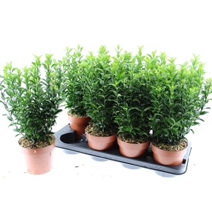 Euonymus jap. Green Spire