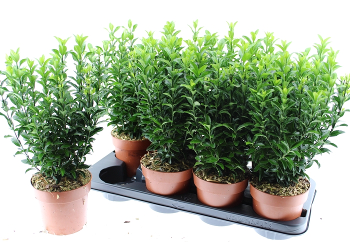 <h4>Euonymus jap. Green Spire</h4>