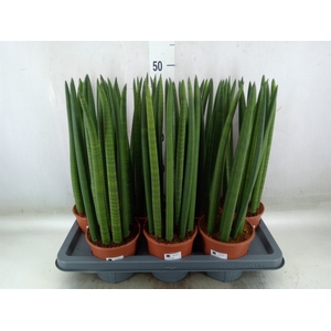 Sansevieria cyl.  ...