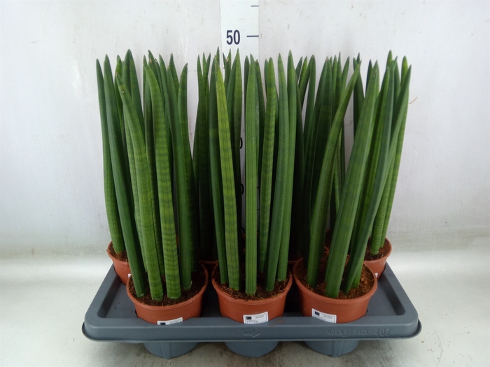 <h4>Sansevieria cyl.  ...</h4>