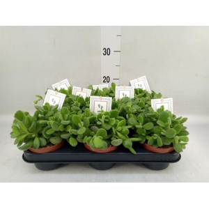 Cotyledon tome. 'Green Footprint'