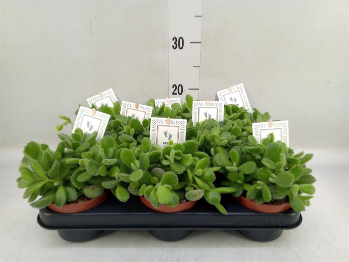 <h4>Cotyledon tome. 'Green Footprint'</h4>