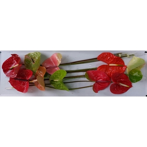 Anthurium Mix Simply Red