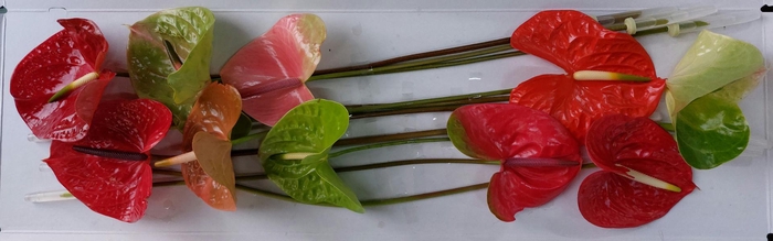 <h4>Anthurium Mix Simply Red</h4>