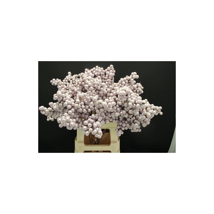 <h4>Bes Groot Parel Milka</h4>