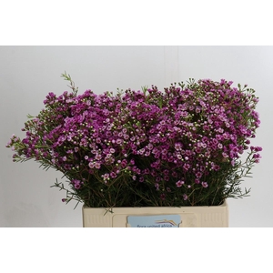 Chamelaucium Jupiter