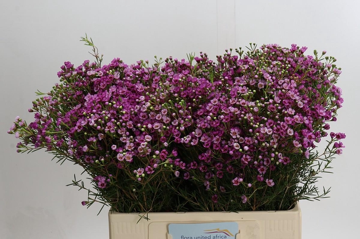 <h4>Chamelaucium Jupiter</h4>