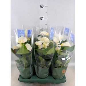 Anthurium  'Karma White'