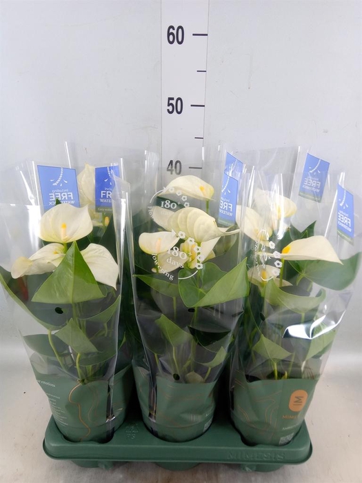 <h4>Anthurium  'Karma White'</h4>