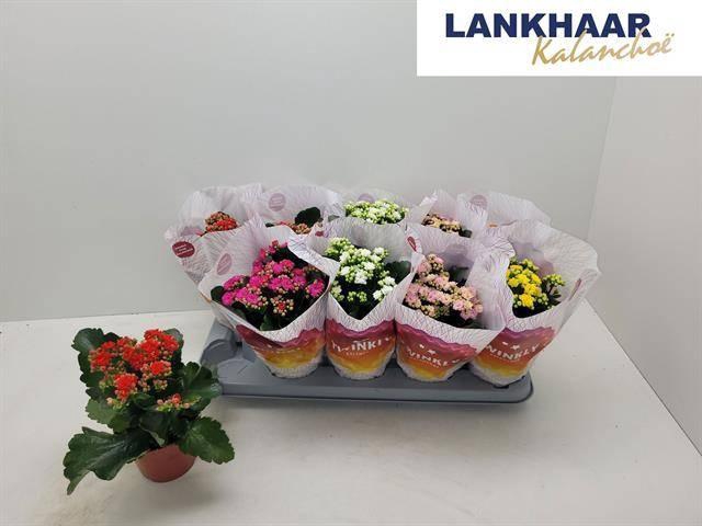 arr8 Kal Ge Perf Gem 5 Kl