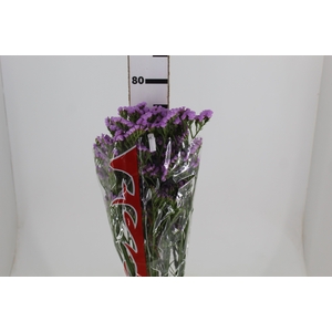 STATICE SINZII LILAC 080 CM