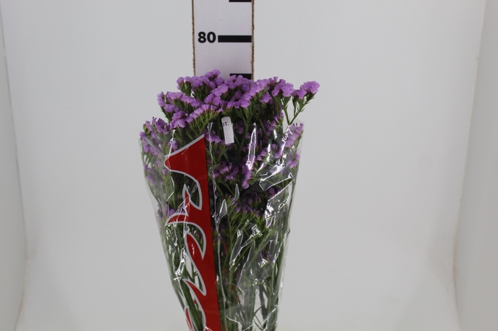 <h4>STATICE SINZII LILAC 080 CM</h4>