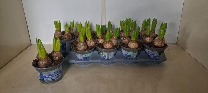 <h4>HYACIN WHITE PEARL</h4>