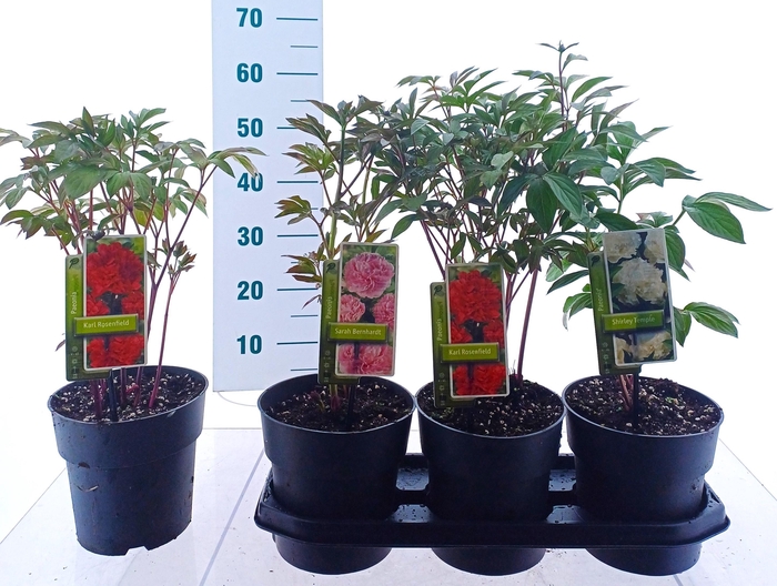 <h4>PAEONIA L GEM</h4>