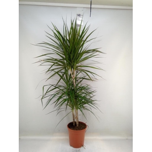 Dracaena marg.