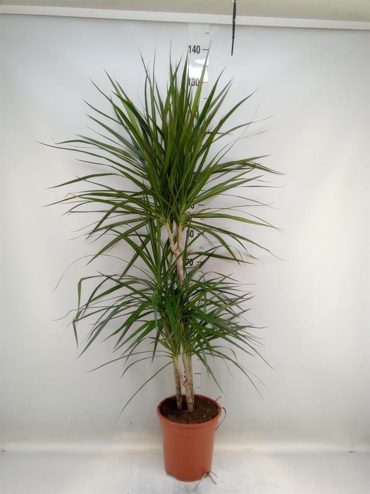 <h4>Dracaena marg.</h4>