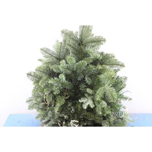 Deco Gr Nobilus Per Bos