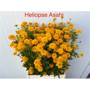 HELIOP HELIAN ASAHI