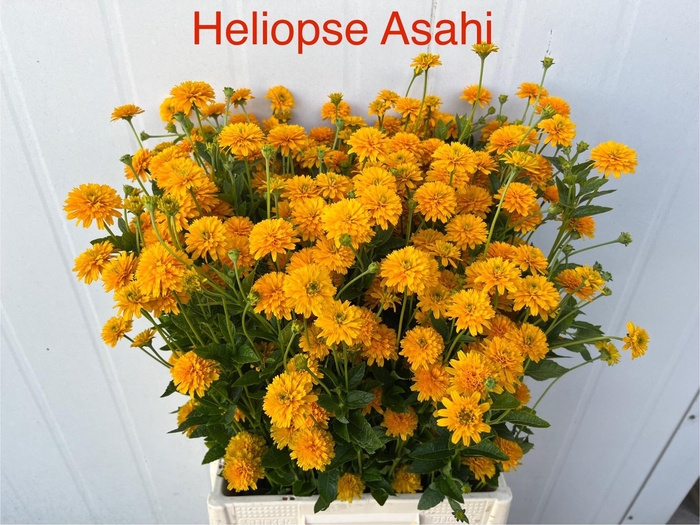 <h4>HELIOP HELIAN ASAHI</h4>