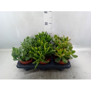 Crassula   ...mix