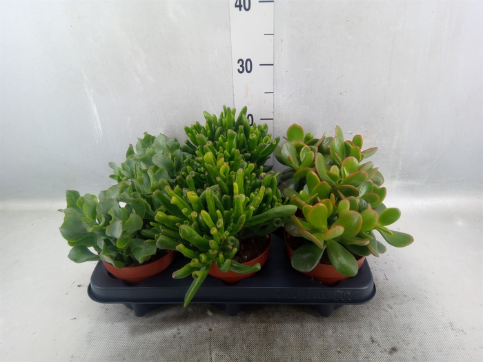 Crassula   ...mix