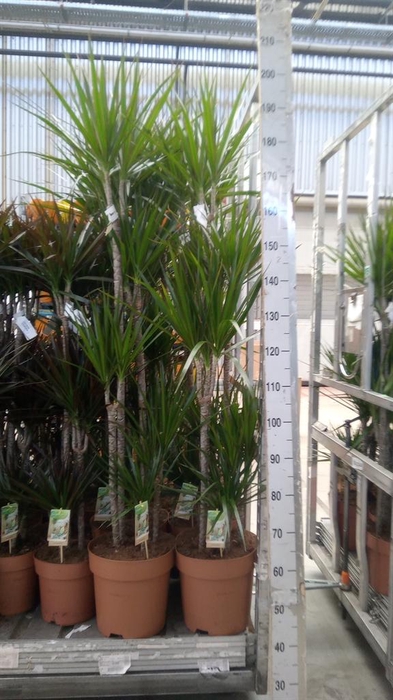 <h4>Dracaena marg.</h4>