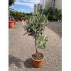 Olea europaea (Olijf) stam