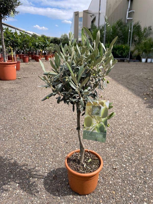 <h4>Olea europaea (Olijf) stam</h4>